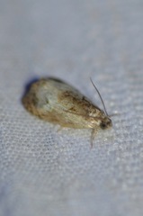 Olethreutes malana