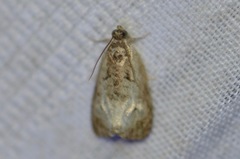 Olethreutes malana