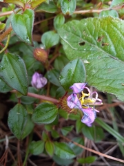 Heterotis rotundifolia