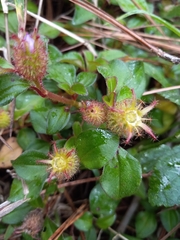 Heterotis rotundifolia