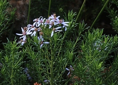 Olearia glutinosa