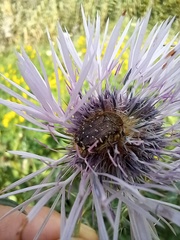 Oxythyrea funesta