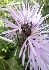 Oxythyrea funesta