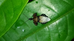 Apiomerus pilipes