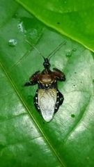 Apiomerus pilipes