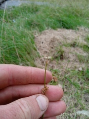 Juncus distegus