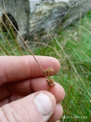 Juncus distegus
