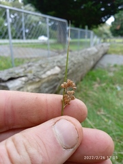 Juncus distegus