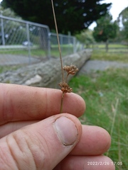 Juncus distegus