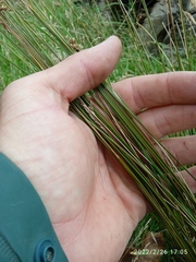 Juncus distegus