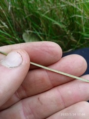 Juncus distegus