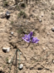 Dipterostemon capitatus