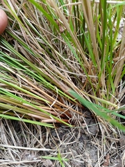 Juncus distegus
