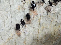 Leucocarbo magellanicus