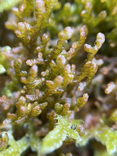 Tamarisk Scalewort