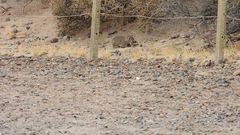 Microcavia australis