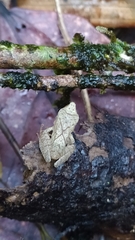 Pristimantis chiastonotus