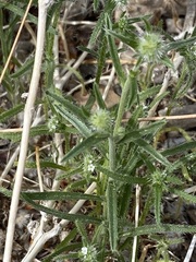 Cryptantha nevadensis