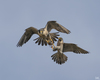 Falcons and Caracaras - Photo (c) Andrea Poggi, some rights reserved (CC BY), uploaded by Andrea Poggi