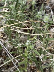 Cryptantha nevadensis