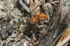 Attinella dorsata