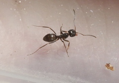 Dorymyrmex insanus