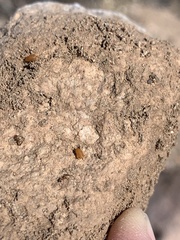 Myrmecophilini