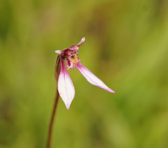 Eriochilus magenteus