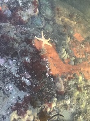 Henricia leviuscula