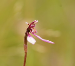 Eriochilus magenteus