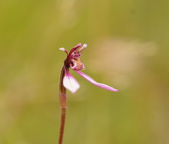 Eriochilus magenteus