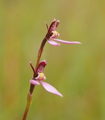 Eriochilus magenteus