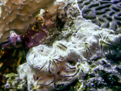 Clathria curacaoensis