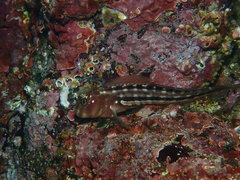Giant Green Blenny photo 2
