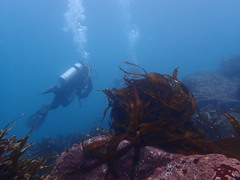 Lessonia trabeculata