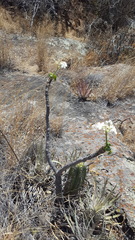 Cnidoscolus multilobus