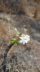 Cnidoscolus multilobus
