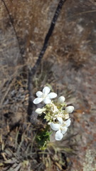 Cnidoscolus multilobus