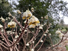 Edgeworthia