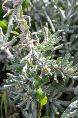 Helichrysum luteoalbum image