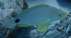 Hypoplectrus unicolor