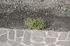 Tetraena fontanesii image