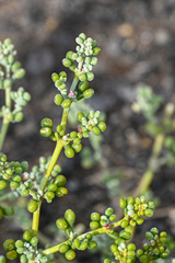 Tetraena fontanesii image