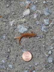 Lissotriton
