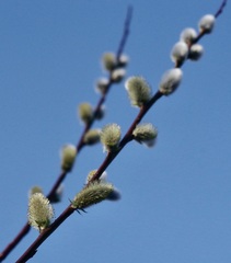Salix daphnoides