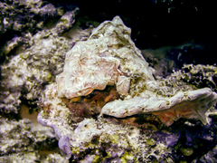 Clathria curacaoensis
