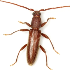 Geropa concolor