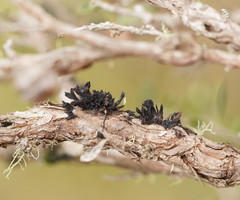 Septobasidium clelandii