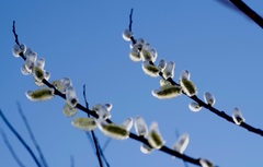 Salix daphnoides
