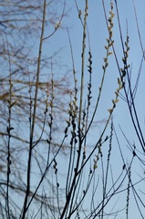 Salix daphnoides